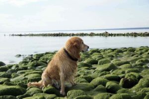 Золотистый ретривер на берегу