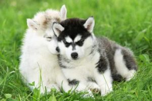 Сибирские хаски: щенки играют в траве