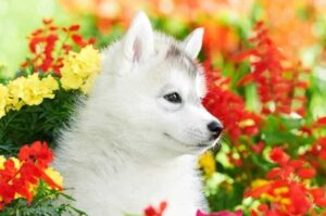 Щенок сибирский хаски белого окраса