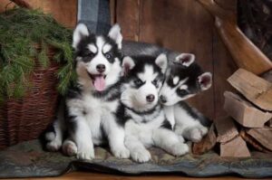 Щенки сибирской хаски
