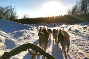 Сибирские хаски бегут в упряжке зимой