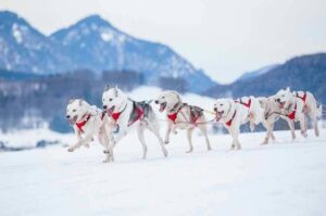 Сибирские хаски бегут в упряжке
