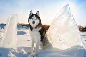 Сибирский хаски: фото