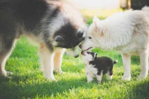 Сибирские хаски: семья