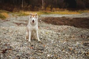 Порода собаки сибирский хаски