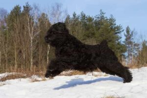 Резвый русский черный терьер