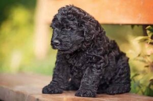 Щенок русского терьера