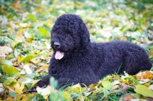 Красивый щенок русского черного терьера