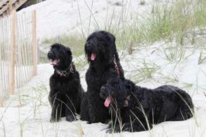 Черные русские терьеры