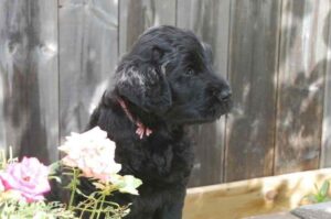 Маленький русский черный терьер