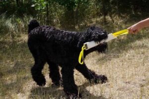 Как дрессировать русского терьера