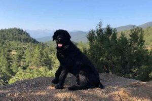 Фото русского черного терьера