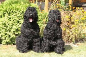 Черные русские терьеры