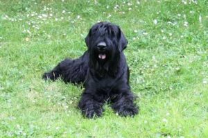 Русский черный терьер на лужайке