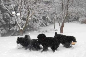 Русские черные терьеры играют в снегу