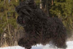 Бегущий русский черный терьер