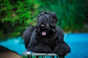 Груминг и уход за русским черным терьером