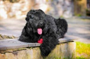 Собака русский черный терьер