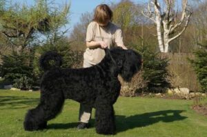 Русский черный терьер со своей хозяйкой