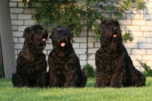 Русские черные терьеры: фото