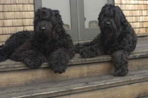 Черные русские терьеры лежат на ступеньках