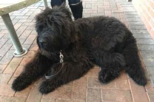 Порода собаки русский черный терьер