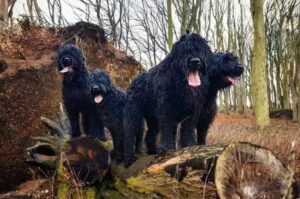 Черные русские терьеры в осеннем лесу