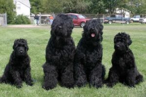 Фото русских черных терьеров