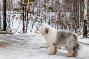 Староанглийская овчарка в заснеженном лесу Собака бобтейл в лесу