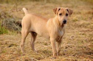 Тайский риджбек характеристика Тайский риджбек характеристика породы