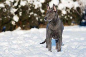 Тайский риджбек зимой Тайский риджбек: фото зимой