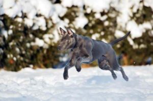Тайский риджбек играет зимой Тайский риджбек в прыжке
