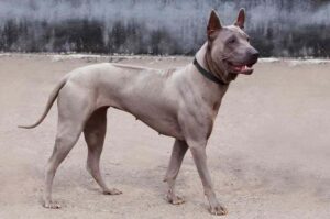 Тайский риджбек Собака породы тайский риджбек