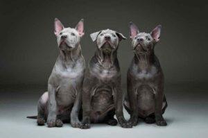 Тайские риджбеки Собаки породы тайский риджбек