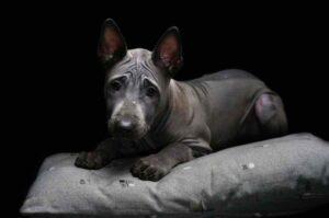 Щенок тайского риджбека Тайский ридж