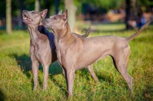 Тайские риджбеки Две собаки породы тайский риджбек