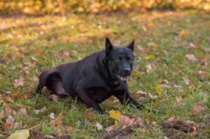 Тайский ридж Собака тайский риджбек