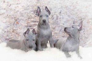 Щенки тайского риджбека Фото щенков тайского риджбека
