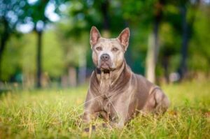 Тайский риджбек лежит на траве Стандарт породы тайский риджбек