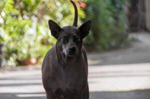 Черный тайский риджбек Тайский риджбек чёрного окраса