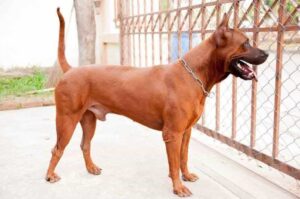 Рыжий тайский риджбек Тайский риджбек рыжего окраса