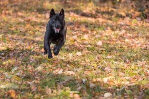 Бегущий тайский риджбек Тайский риджбек бежит по траве