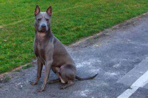 Порода тайский риджбек Риджбек тайский