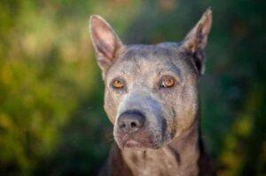 Тайский риджбек: фото крупным планом Тайский риджбек: фото