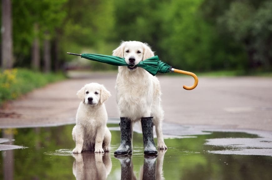 Золотистые ретриверы в дождевых сапогах и с зонтиком