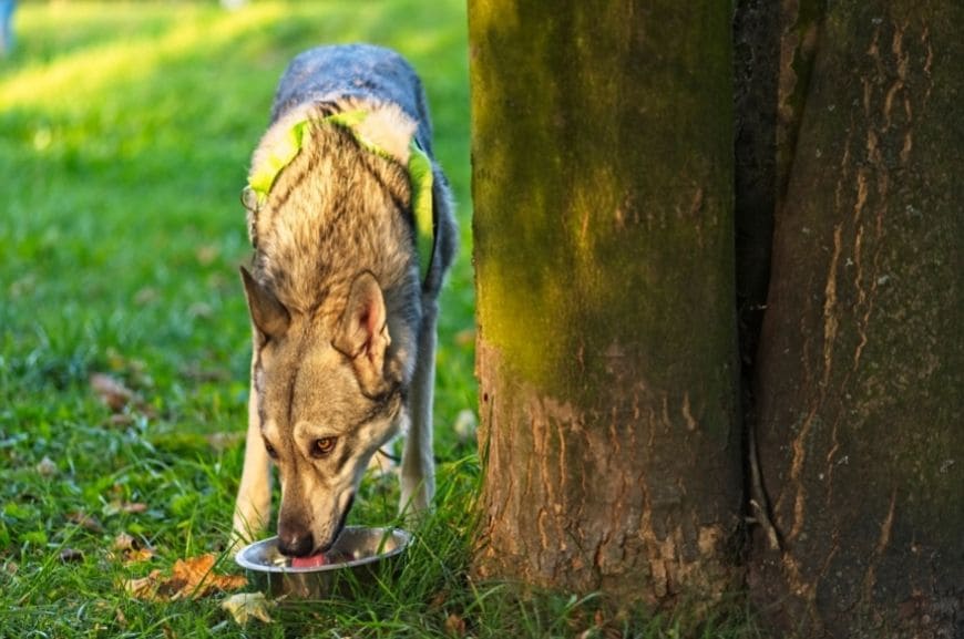 Волчья собака Сарлоса: кормление 