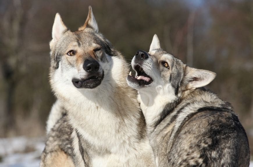 Чехословацкий волчак и собака Сарлоса