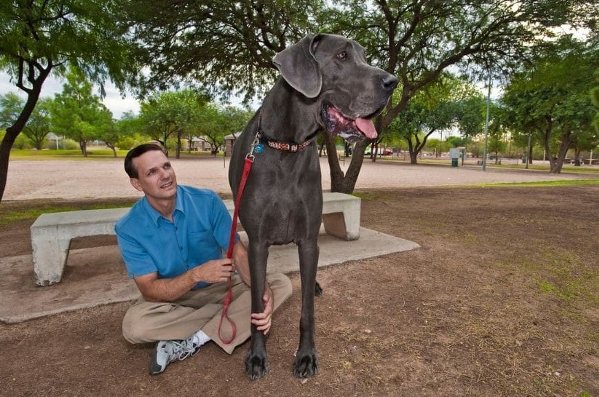 Самая высокая собака дог Джордж 