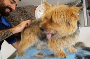 Норфолкский терьер груминг