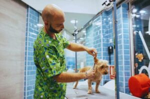 Груминг норфолк-терьера